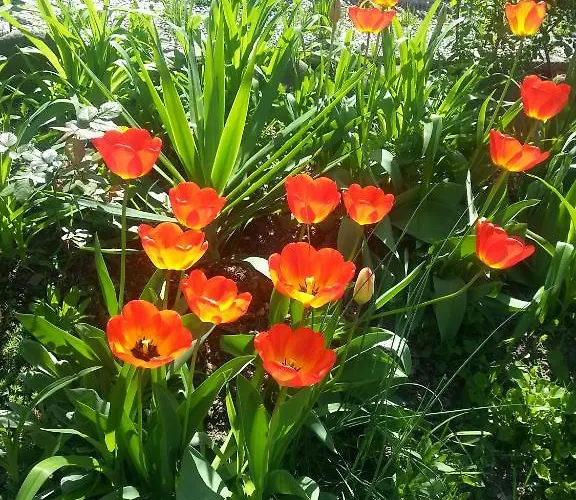 Ecochiocciola منتزه العطل Montese