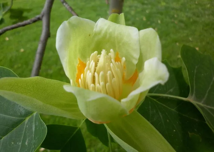 Ecochiocciola منتزه العطل *