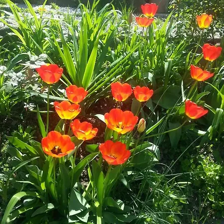 Ecochiocciola פארק נופש Montese