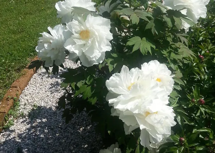 Ecochiocciola Tatil parkı Montese