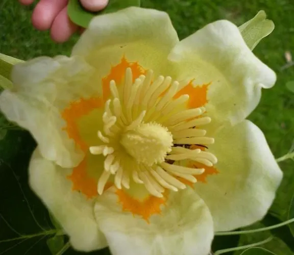 Ecochiocciola Vakantiepark Montese